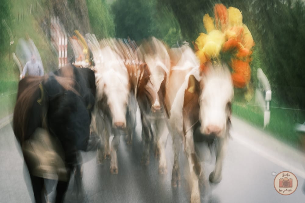 Flou artistique de vaches décorées en Suisse