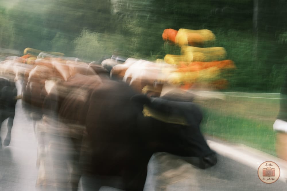 Flou artistique de vaches noires et brunes en Suisse