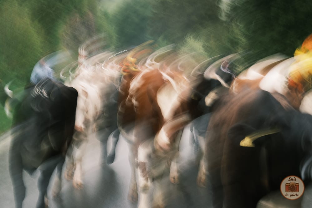Flou artistique de vaches qui montent à l'alpage en Suisse