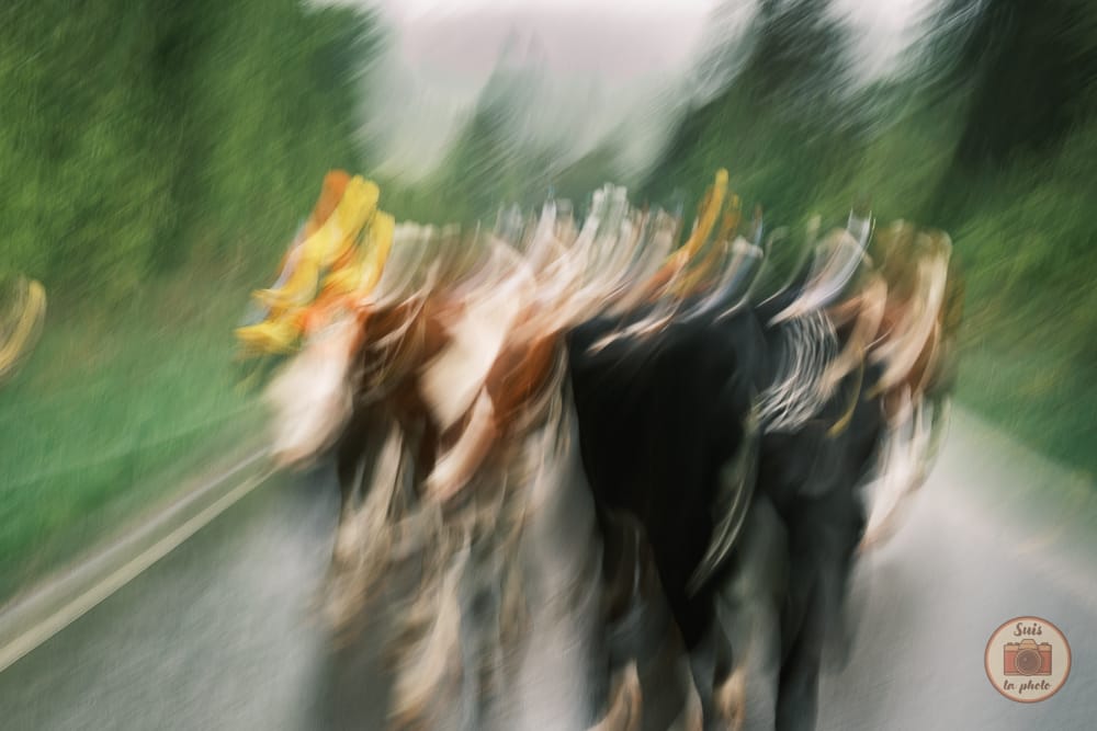 Flou artistique de vaches en Suisse