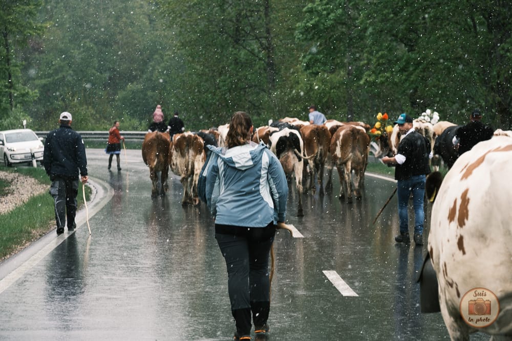 Cortège de vache sous la neige en suisse
