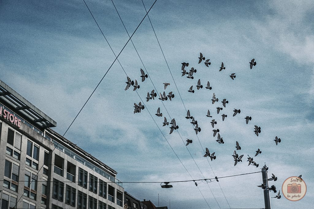 Birds birds birds