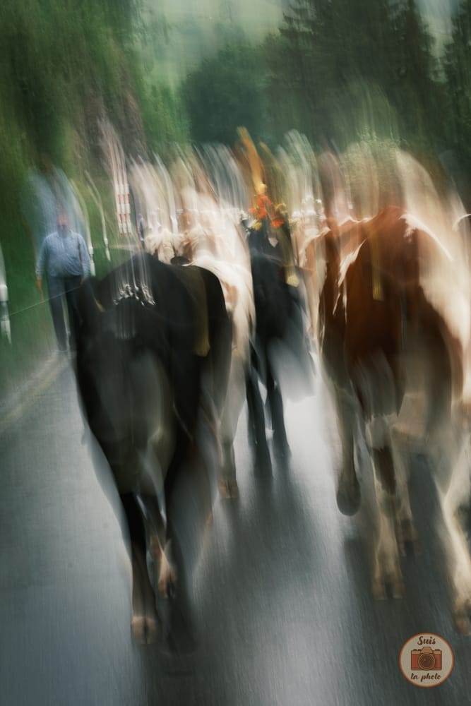 Flou artistique de vaches en cortège en Suisse