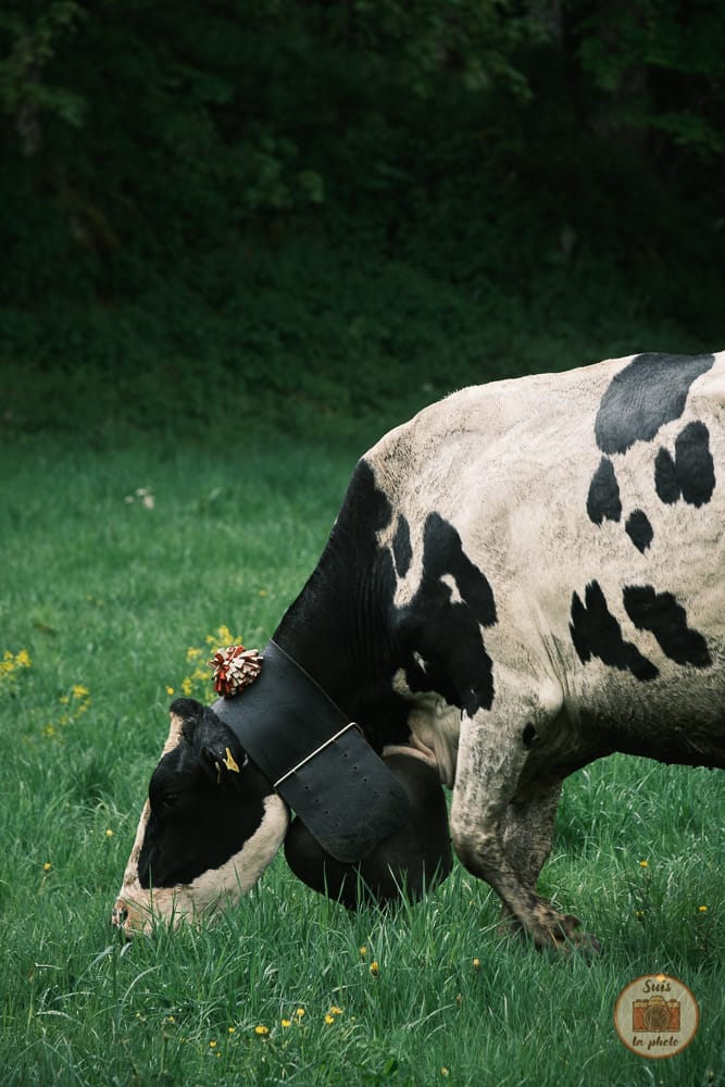 Vache qui broute l'herbe du pâturage en Suisse
