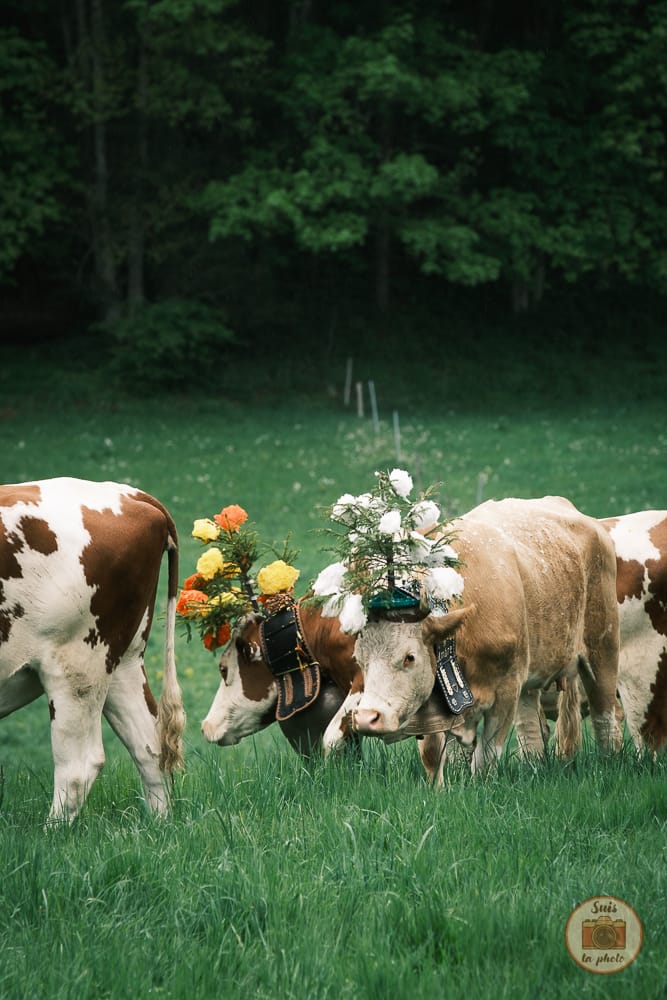 Vaches décorées dans un champ suisse
