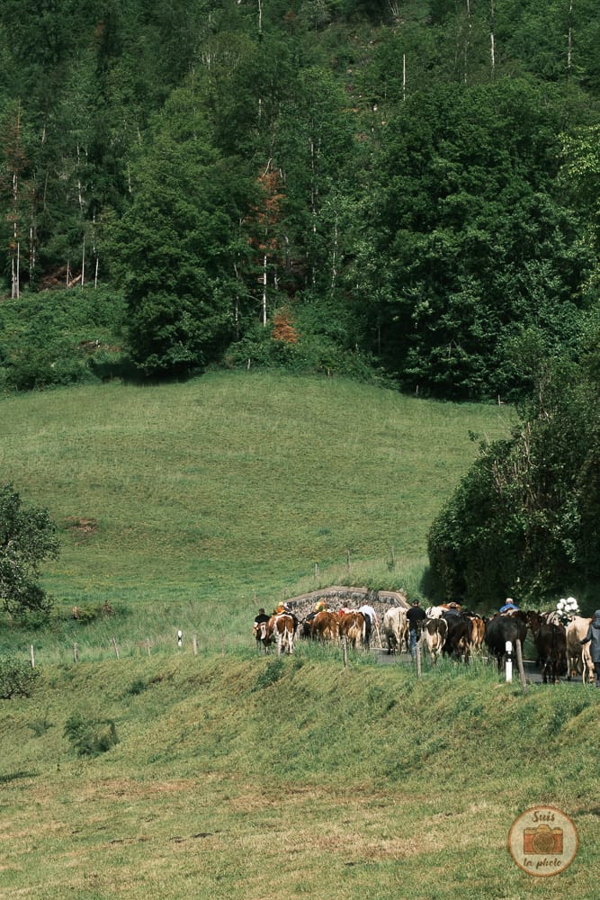 Vaches en cortège suisse
